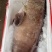 鲜冻野生龙胆大石斑鱼，每条三十斤到七十斤