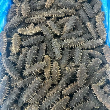 淡干海参