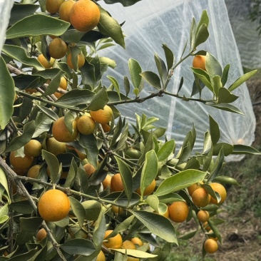融安脆蜜金桔果园转让（丰产期）