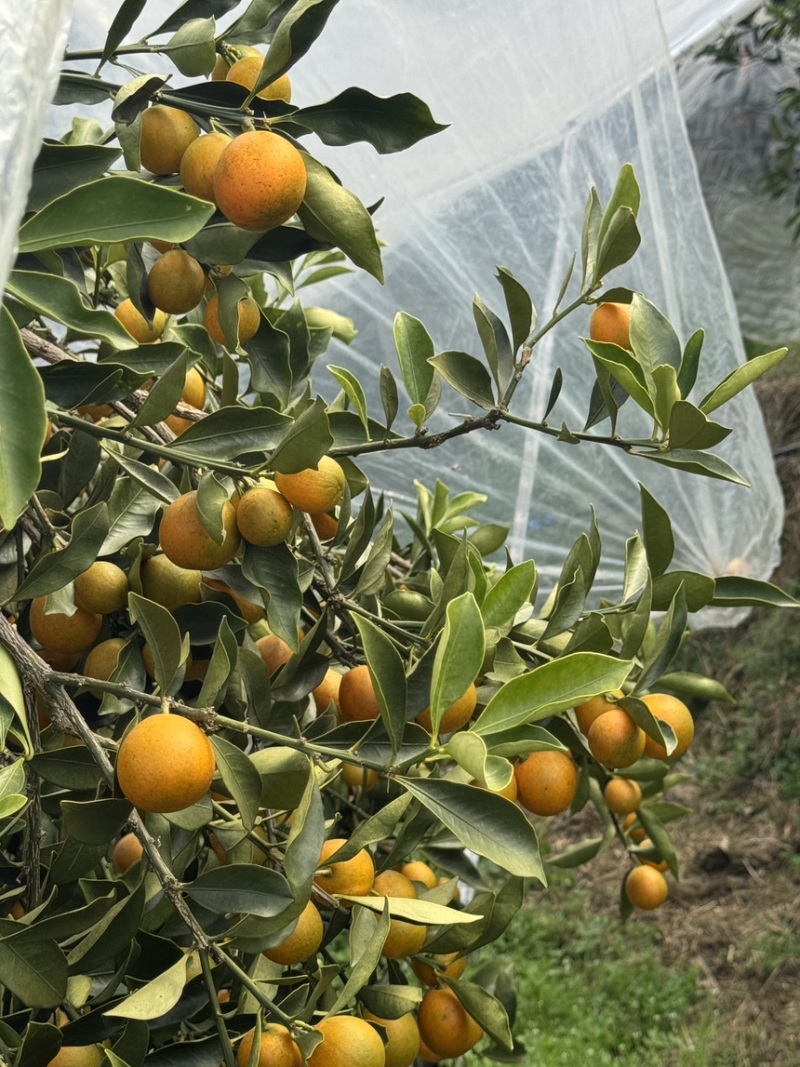 融安脆蜜金桔果园转让（丰产期）