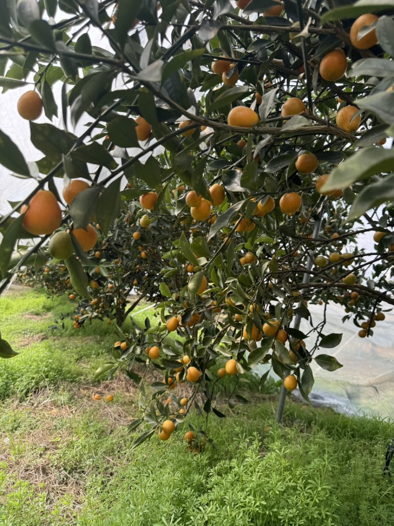 融安脆蜜金桔果园转让（丰产期）