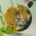 精品普洱茶产地直供品质保证，诚信经营，合作共赢欢迎来电