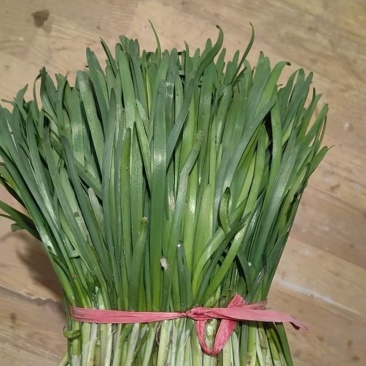 甘肃韮菜