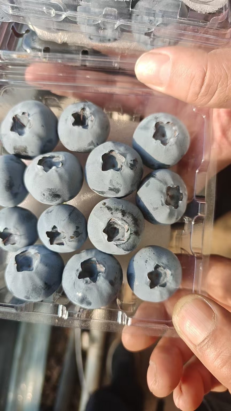 【山东莒县T蓝莓】果粉厚甜度高产地直发质量保证
