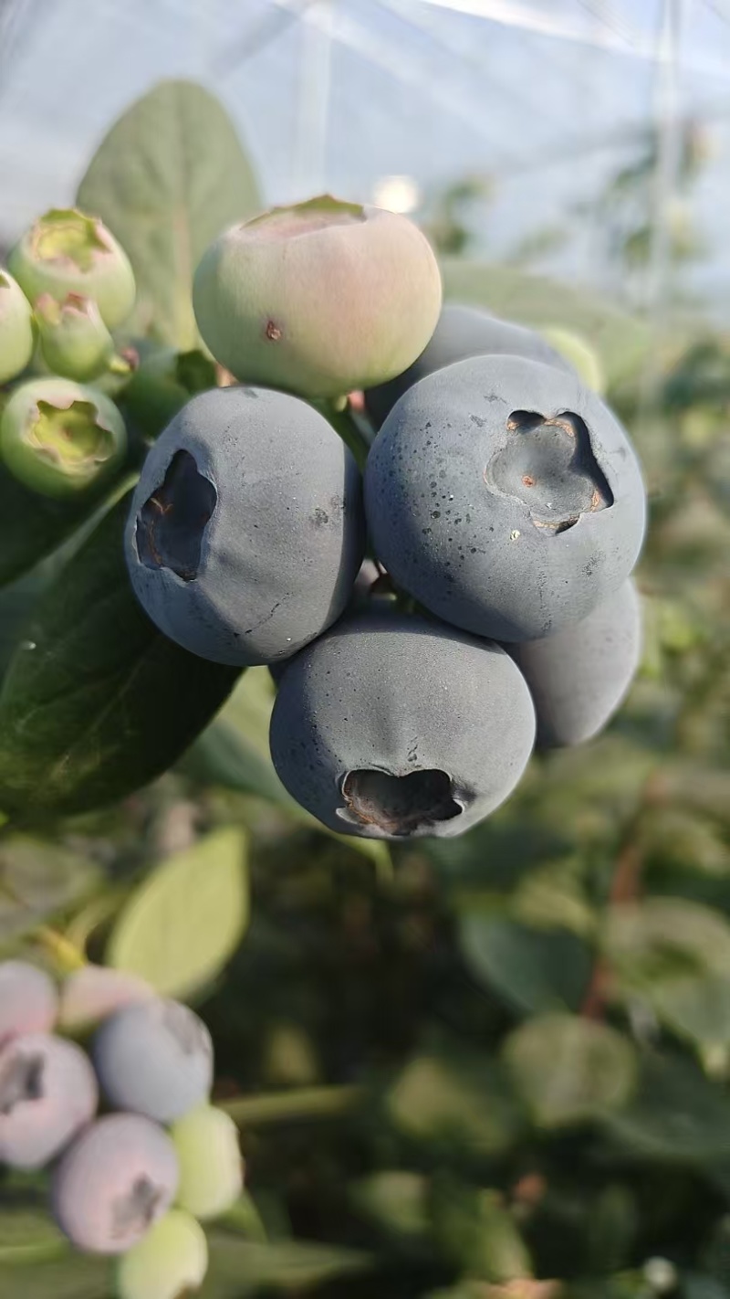 【山东莒县T蓝莓】果粉厚甜度高产地直发质量保证