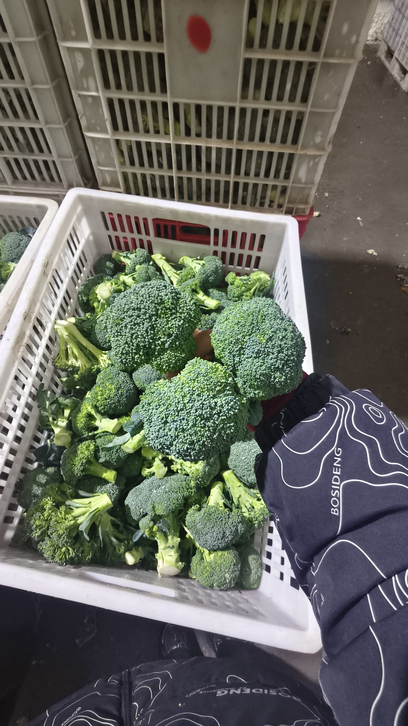 小头西兰花，赶集，档口，电商，食堂都合适
