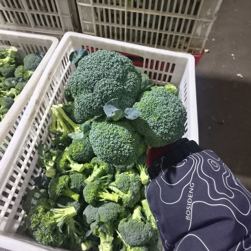 小头西兰花，赶集，档口，电商，食堂都合适