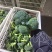 小头西兰花，赶集，档口，电商，食堂都合适