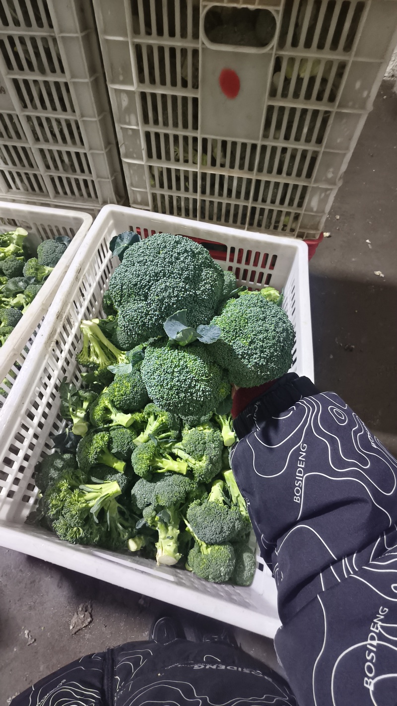 小头西兰花，赶集，档口，电商，食堂都合适
