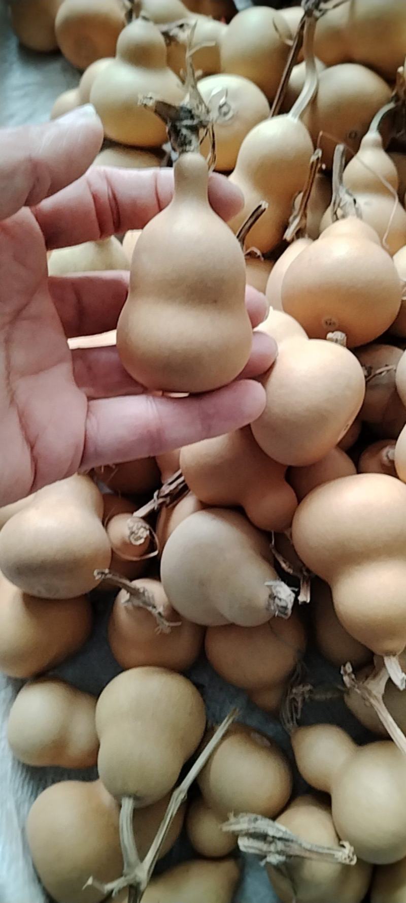 小美的胖墩葫芦通货更优惠