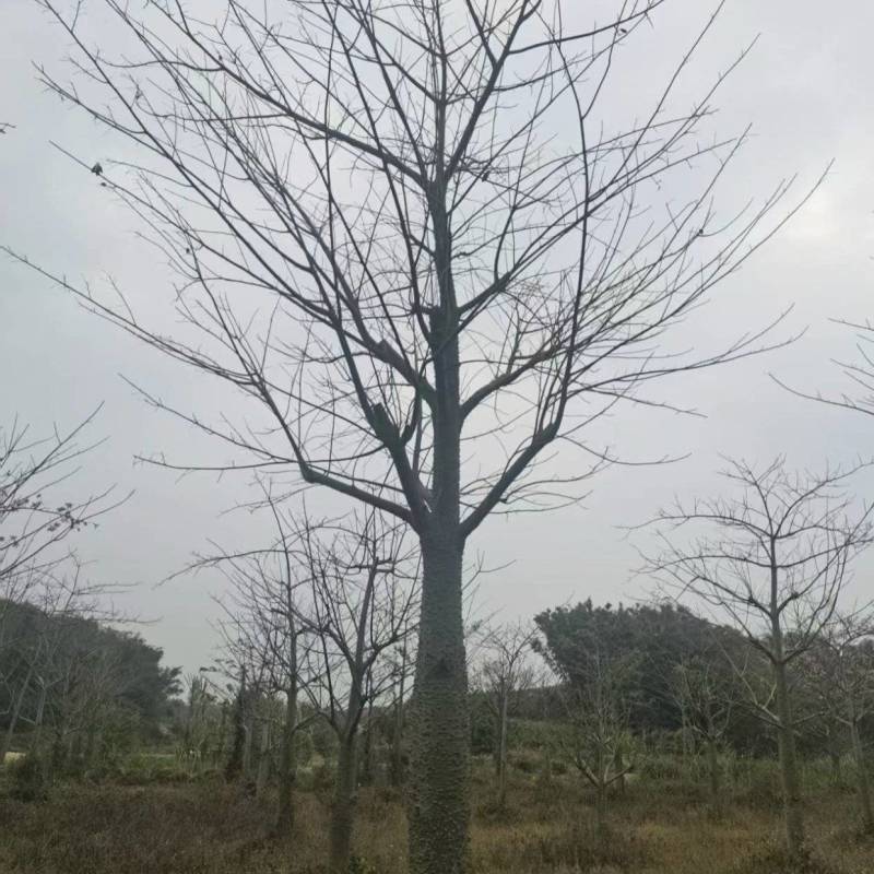 大腹木棉