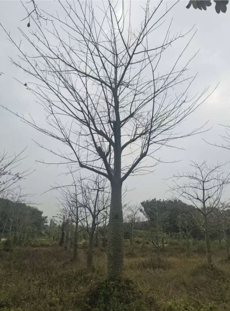 大腹木棉