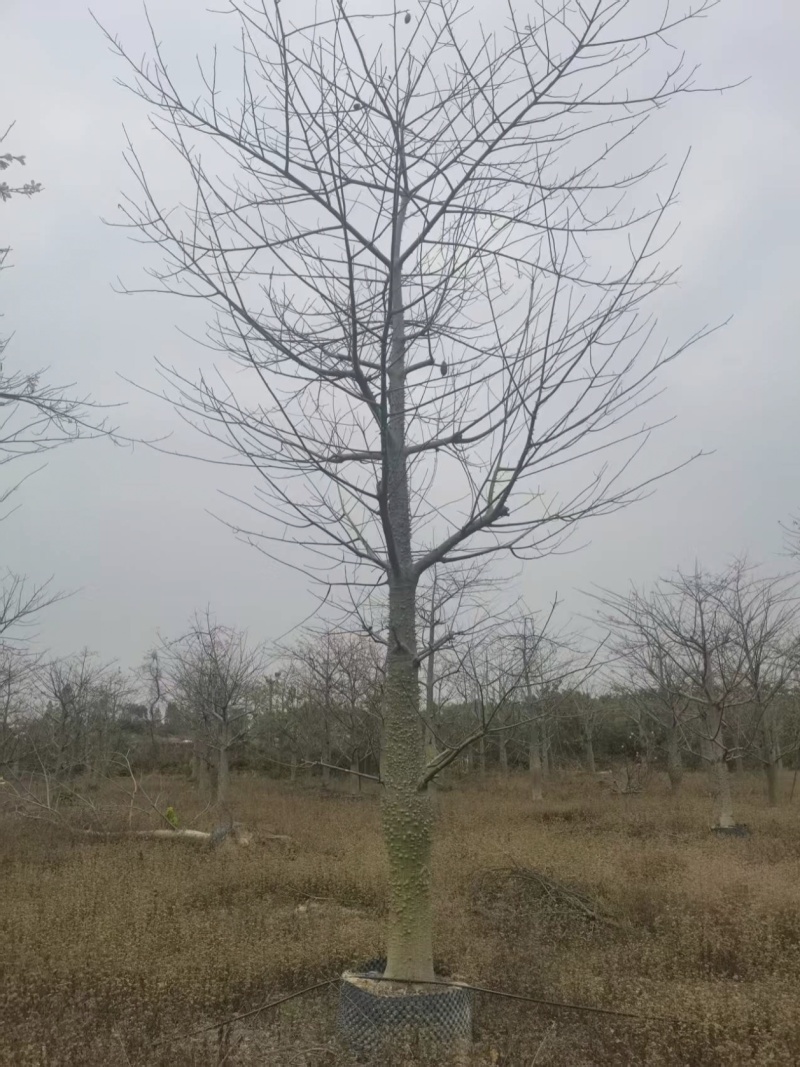 大腹木棉