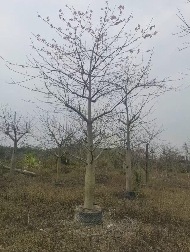 大腹木棉