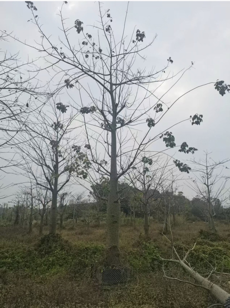 大腹木棉