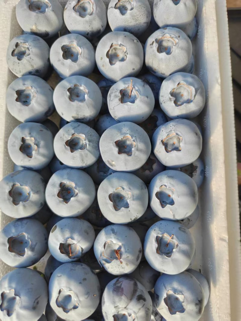 【山东莒县T蓝莓】果粉厚甜度高产地直发质量保证