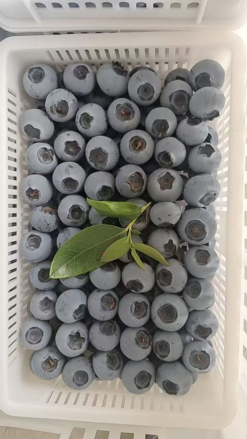 日照莒县F6蓝莓早熟品种脆甜多汁品质保证全国批发