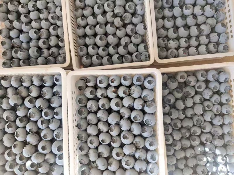 日照莒县F6蓝莓早熟品种脆甜多汁品质保证全国批发