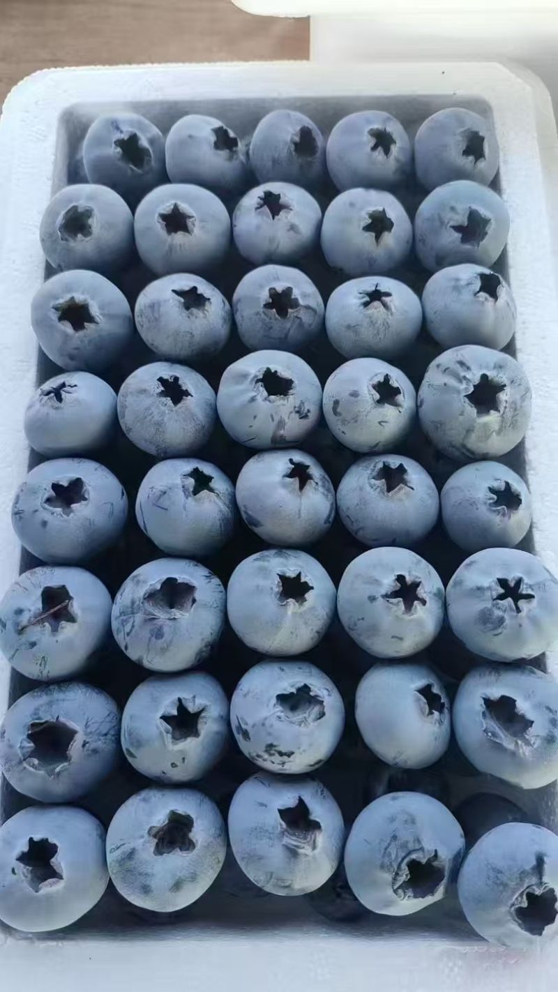 日照莒县F6蓝莓早熟品种脆甜多汁品质保证全国批发