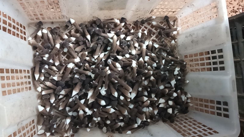 黑皮鸡枞菌