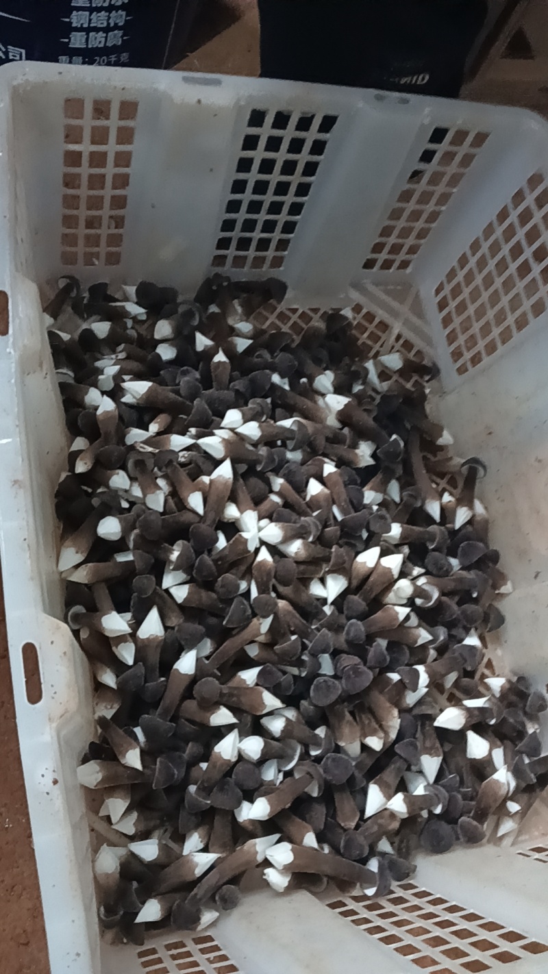黑皮鸡枞菌