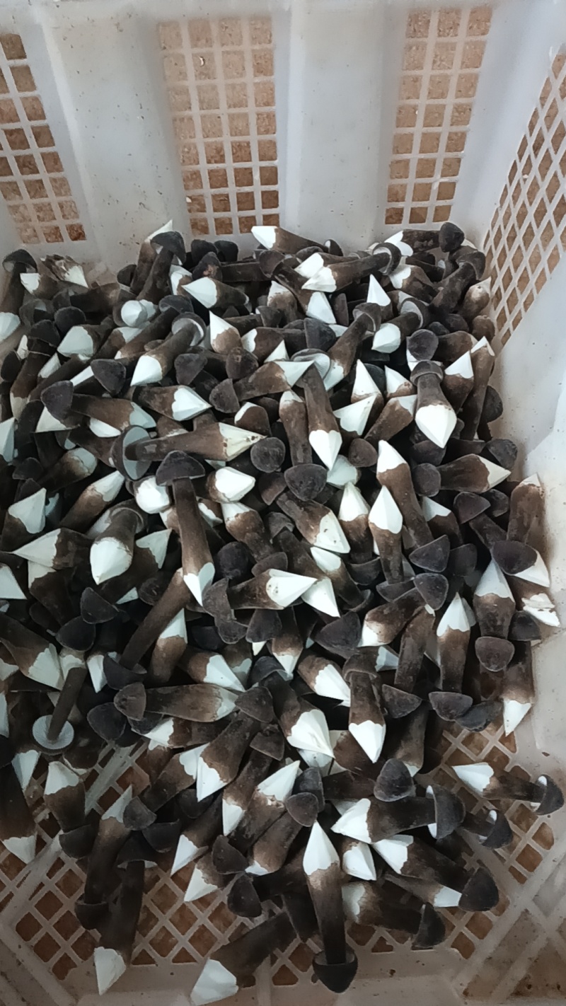 黑皮鸡枞菌