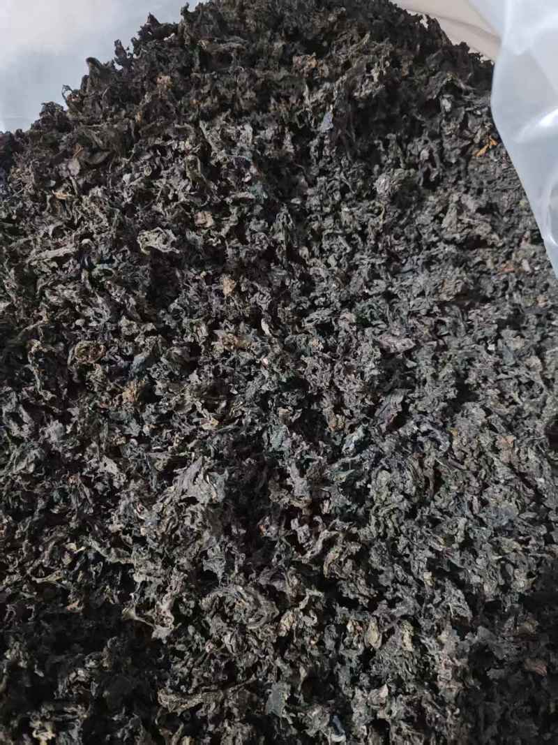 免洗地皮菜/甘肃野菜/干货地软干地达菜/价格便宜