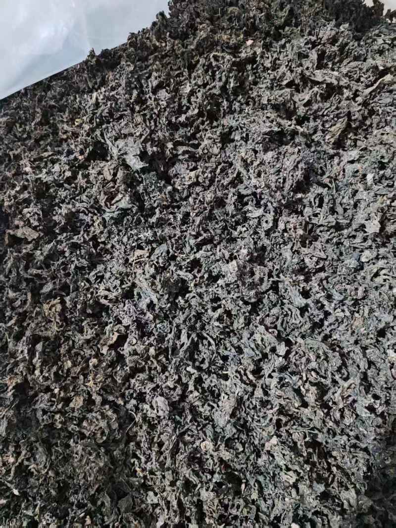 免洗地皮菜/甘肃野菜/干货地软干地达菜/价格便宜