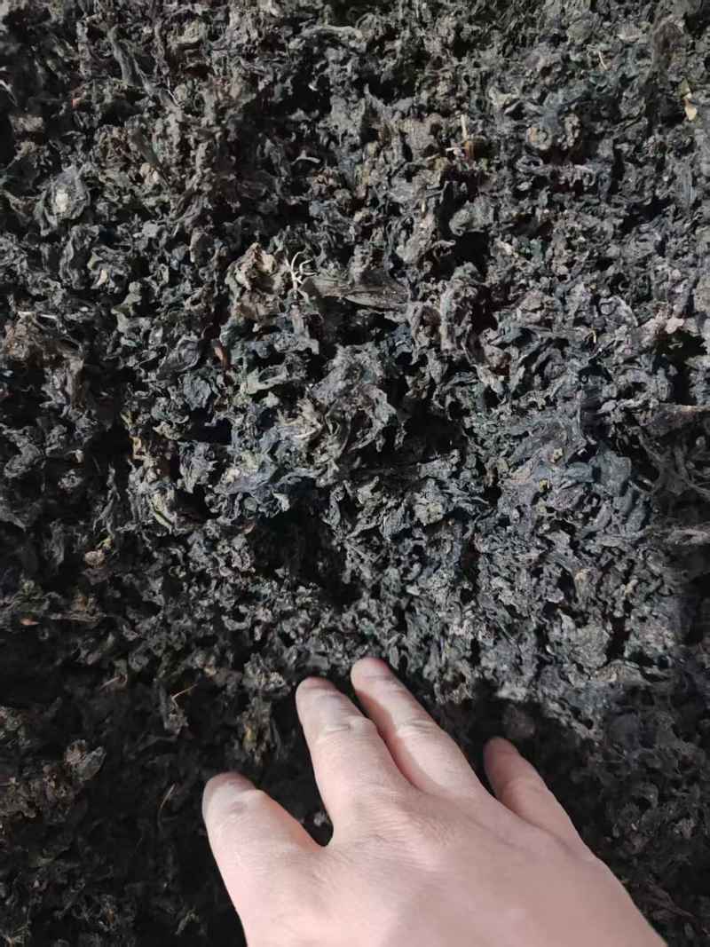 免洗地皮菜/甘肃野菜/干货地软干地达菜/价格便宜