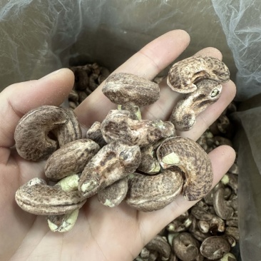 紫衣腰果180大果