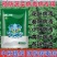 黑丰年绿象病毒病特效叶面肥植物萃取防虫专用绿象叶面肥