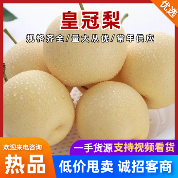 赵县皇冠梨甘甜可口品质保证价格实惠全规格欢迎联系