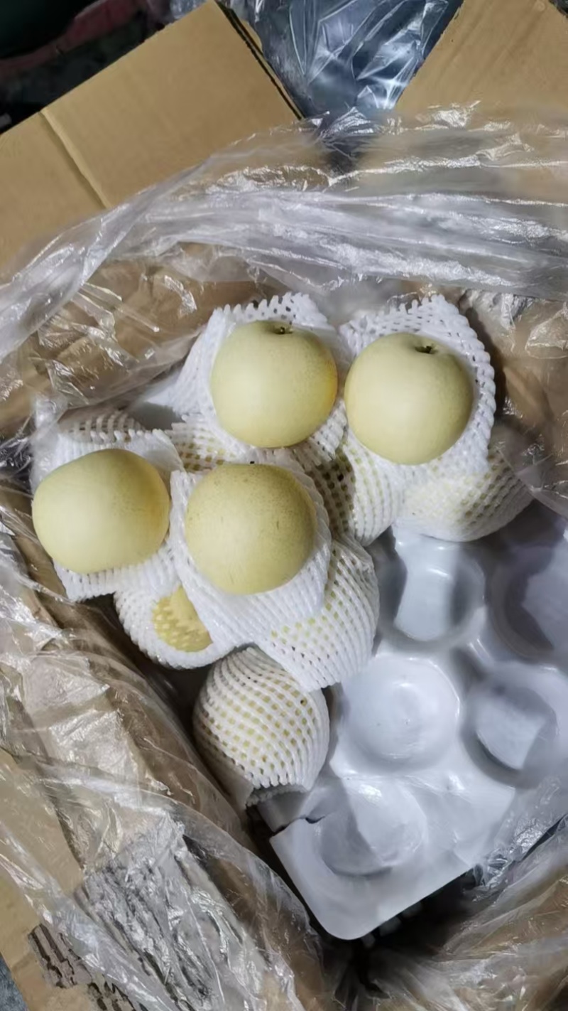 赵县皇冠梨甘甜可口品质保证价格实惠全规格欢迎联系