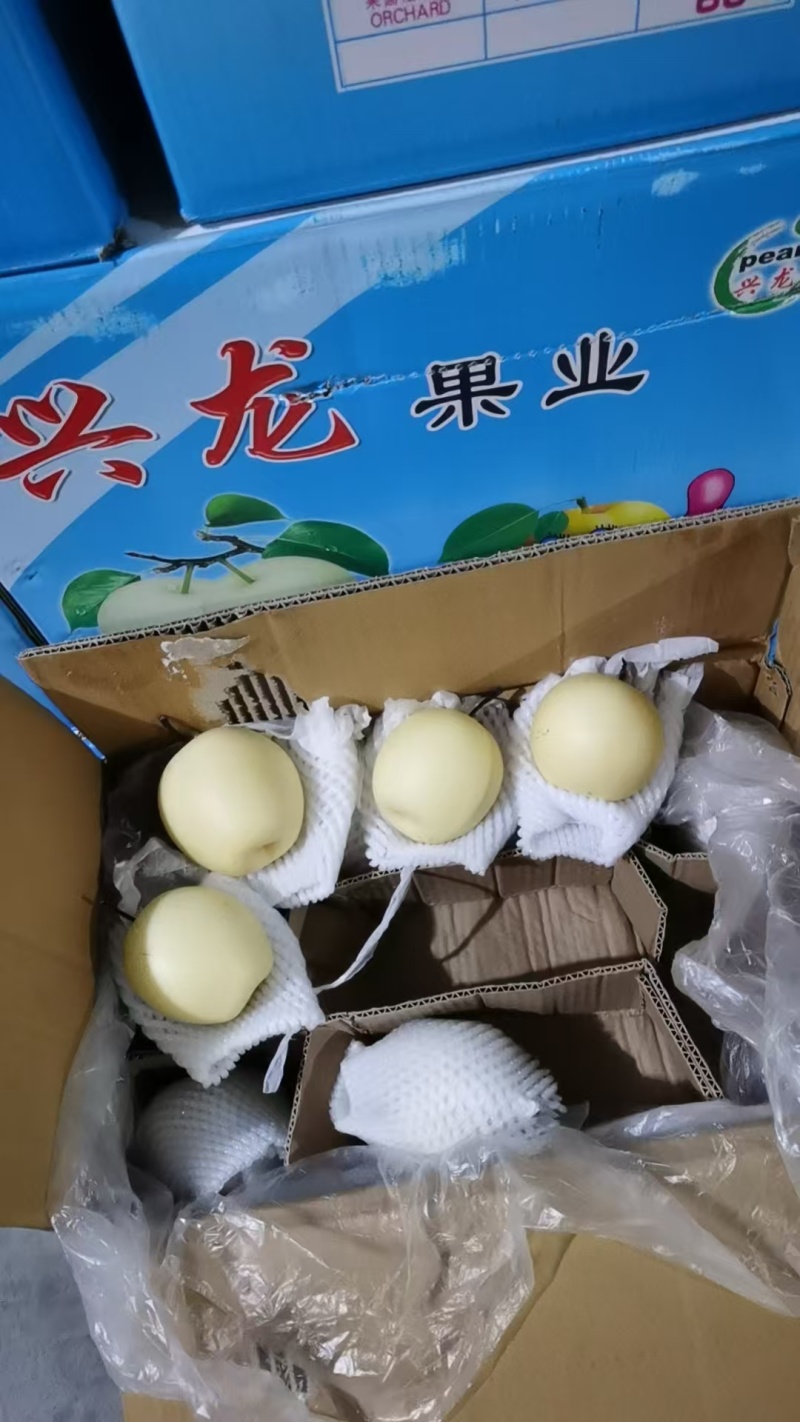 赵县皇冠梨甘甜可口品质保证价格实惠全规格欢迎联系