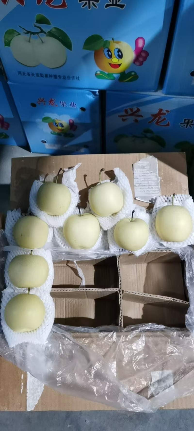 赵县皇冠梨甘甜可口品质保证价格实惠全规格欢迎联系