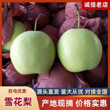 河北雪花梨产地直供货源充足品质保证量大从优对接全国
