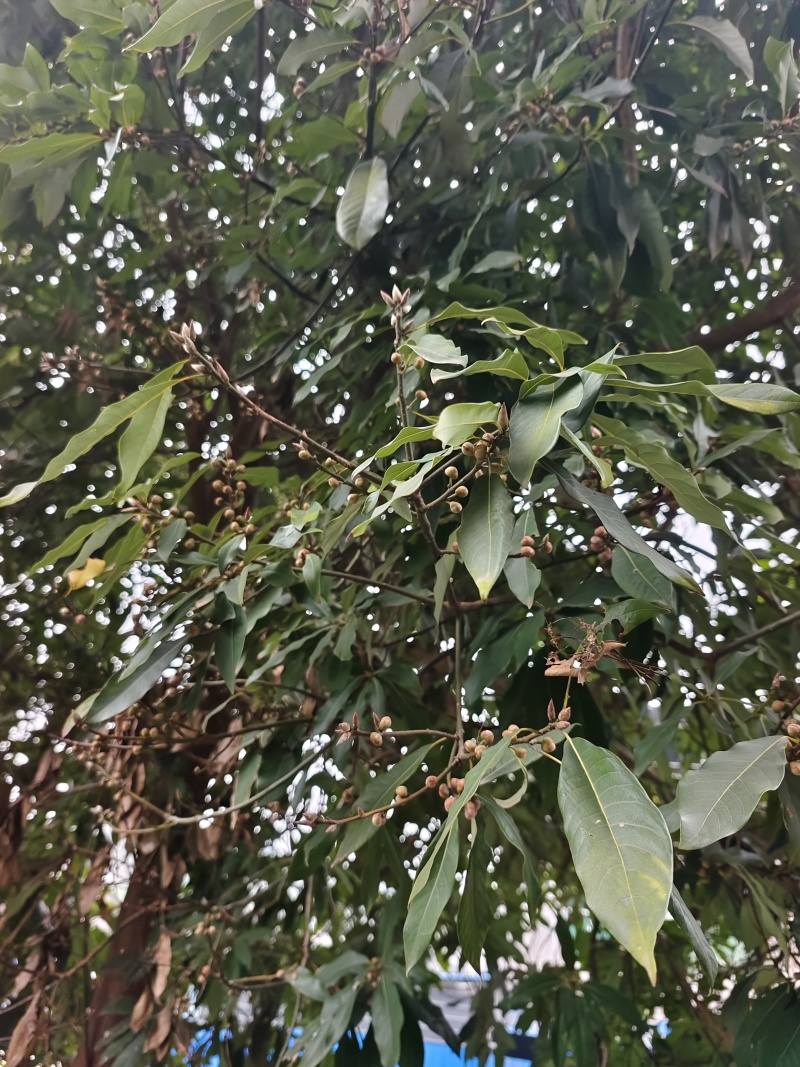 蒲桃树，成品树，米径17公分，需要自己来挖，