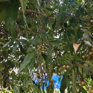 蒲桃树，成品树，米径17公分，需要自己来挖，