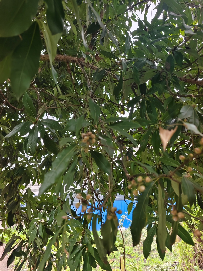 蒲桃树，成品树，米径17公分，需要自己来挖，