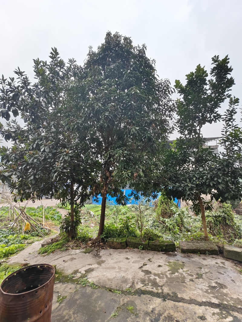 蒲桃树，成品树，米径17公分，需要自己来挖，