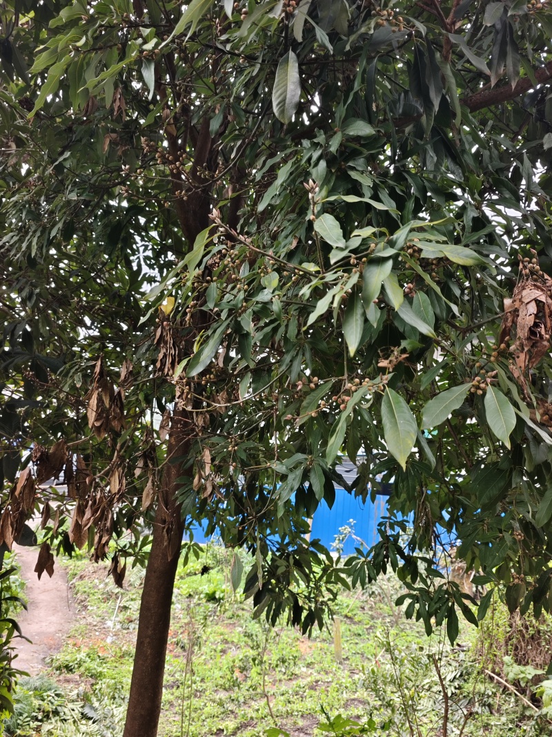 蒲桃树，成品树，米径17公分，需要自己来挖，