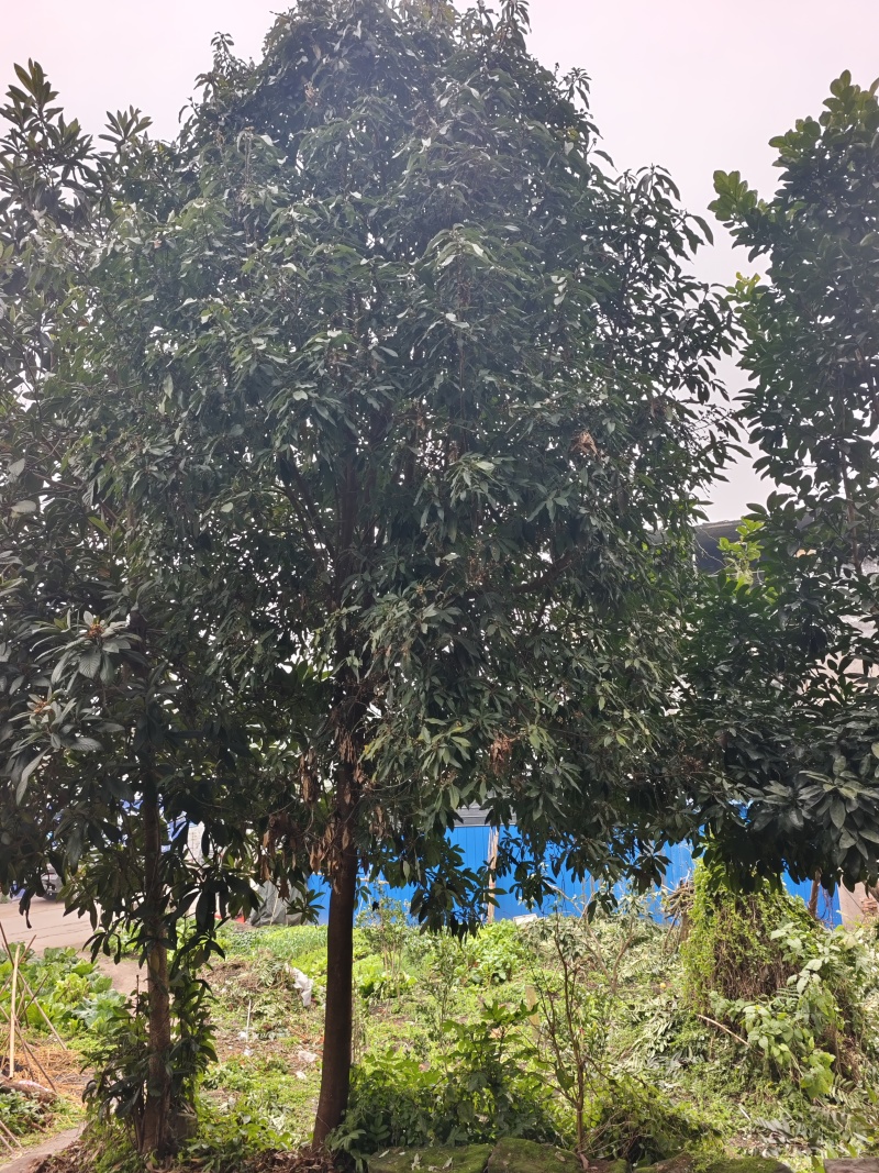 蒲桃树，成品树，米径17公分，需要自己来挖，