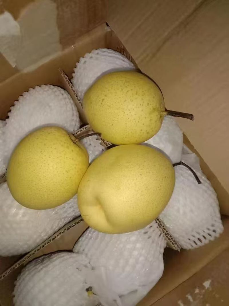 河北雪花梨产地直供货源充足品质保证量大从优对接全国