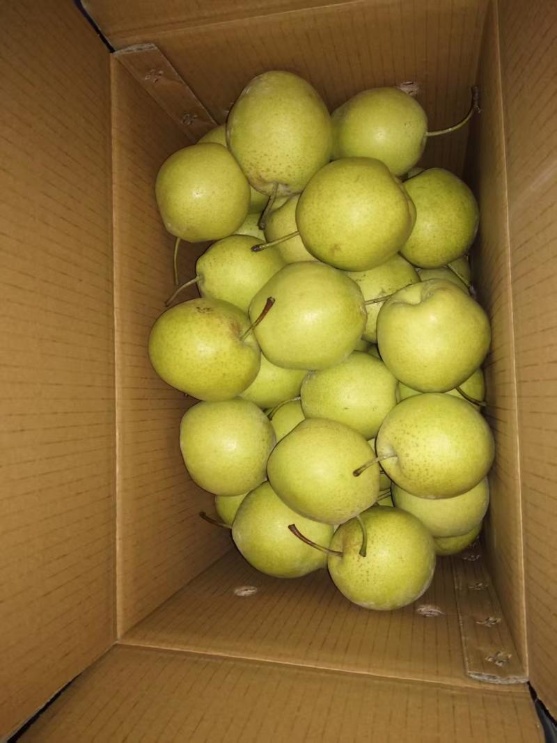 河北雪花梨产地直供货源充足品质保证量大从优对接全国