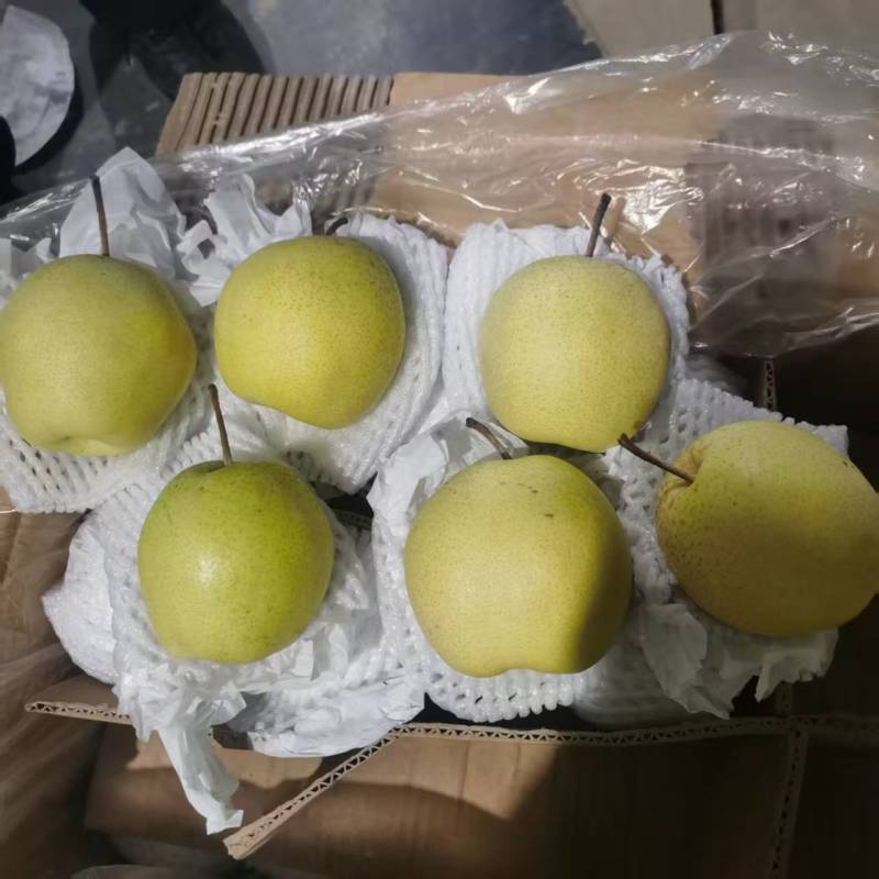 河北雪花梨产地直供货源充足品质保证量大从优对接全国