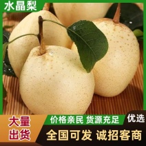 赵县水晶梨规格齐全口感好量大从优价格实惠欢迎采购
