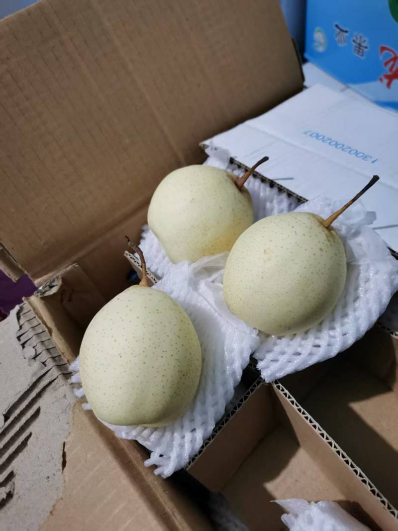 赵县水晶梨规格齐全口感好量大从优价格实惠欢迎采购