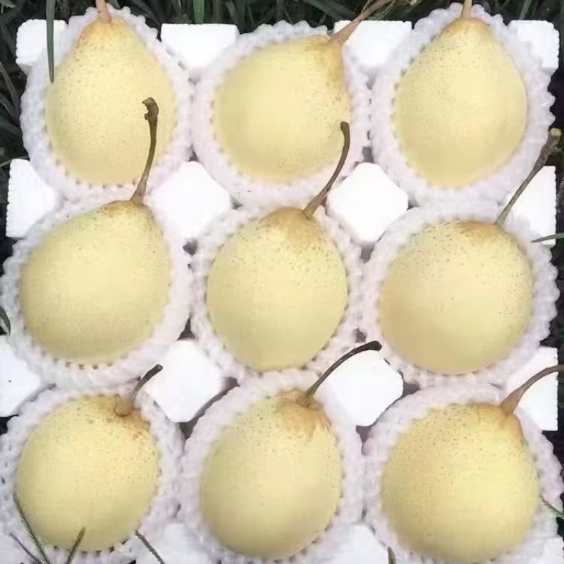 赵县水晶梨规格齐全口感好量大从优价格实惠欢迎采购
