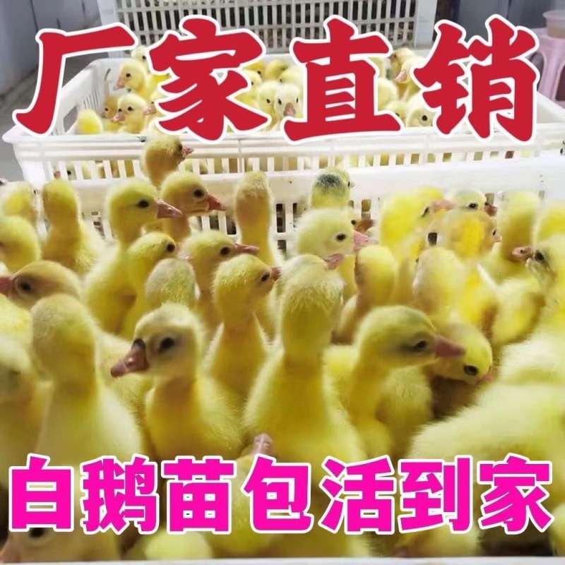 正宗三花大白鹅