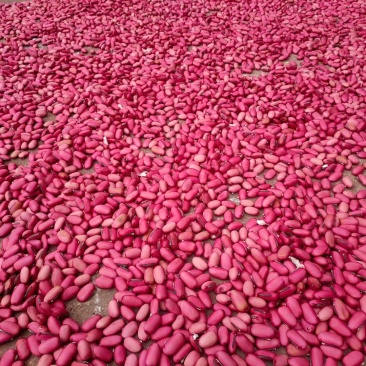 红白刀豆籽新鲜采摘，价格实惠欢迎采购商洽谈